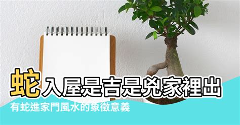 有蛇入屋 風水|為何家中見蛇？風水師揭秘原因